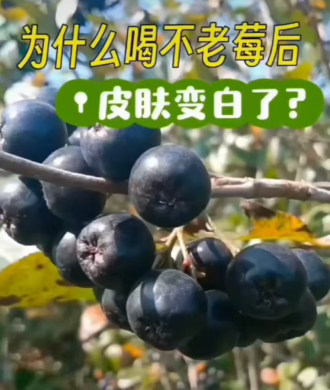 花楸系列搭配